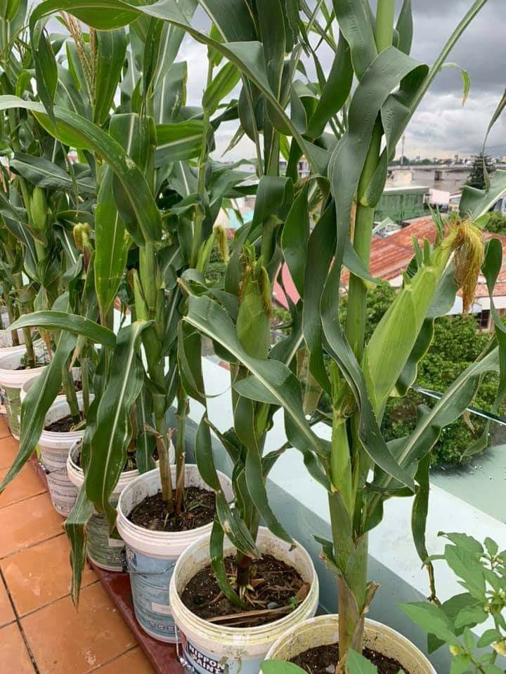 Did you know that even maize can be grown in containers???

In farming you must be very creative and innovative, otherwise, you will get bored. 

Like ♥️ and Repost 🔁.
Follow me for daily farming News and Tips. 
#LetsFarmTogether