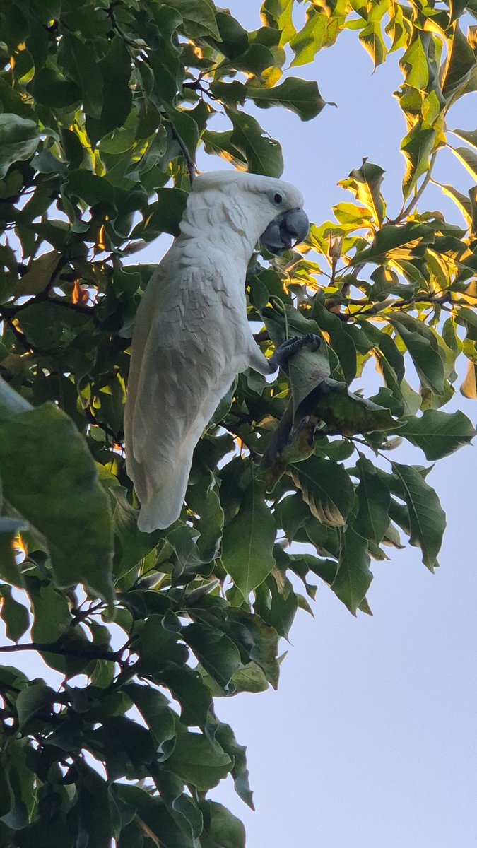 Ai 
Buurman is vogel van 3000,- kwijt