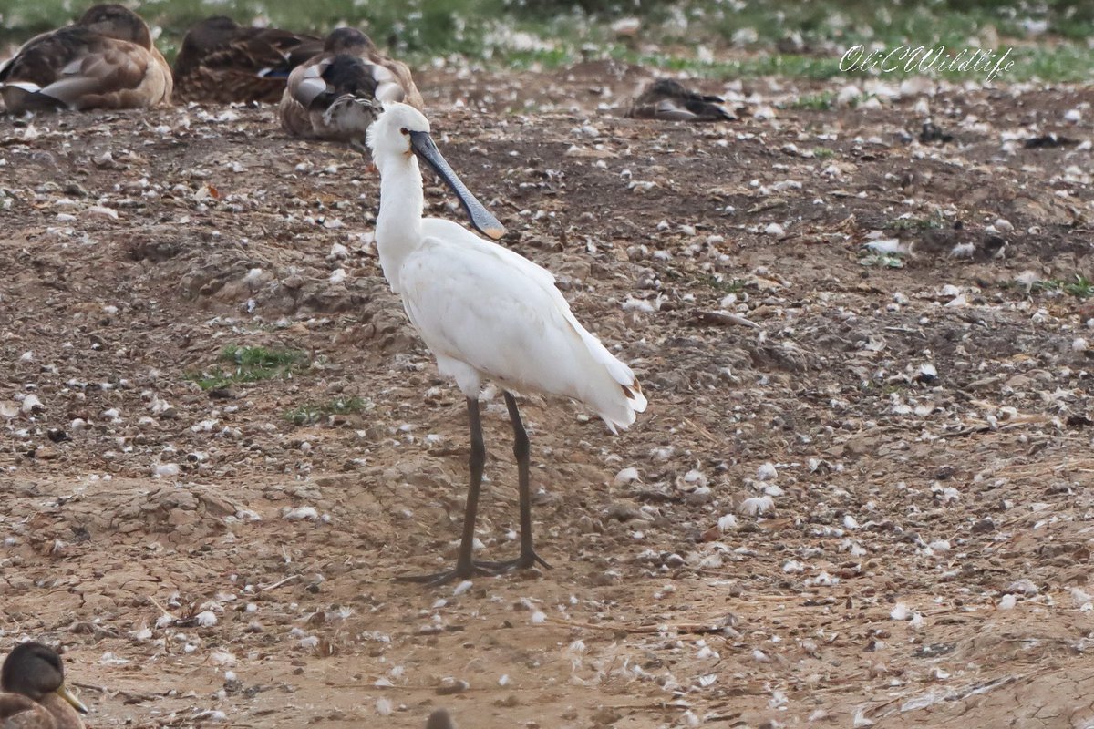 It was a very productive morning at Salcott and <a href="/Natures_Voice/">RSPB</a> Old Hall Marshes. 76 species with the highlights including 10 Spoonies, 5 Spotted Redshank, Hobbies, lots of Waders, and these 3 young Black Tern! Nice to bump into <a href="/SwallowBirding/">Swallow Birding & Wildlife</a> too. <a href="/EssexBirdNews/">EBwS Bird News</a> #Birding