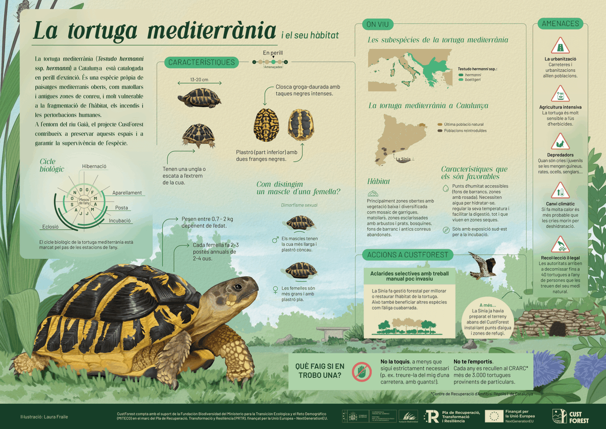 L'altre dia X ens va jugar una mala passada i no es va publicar la resta del fil. Avui SÍ!💪 Fil sobre la tortuga mediterrània a Catalunya 👇🧵 A l'últim tuit, un regalet! 🎁
