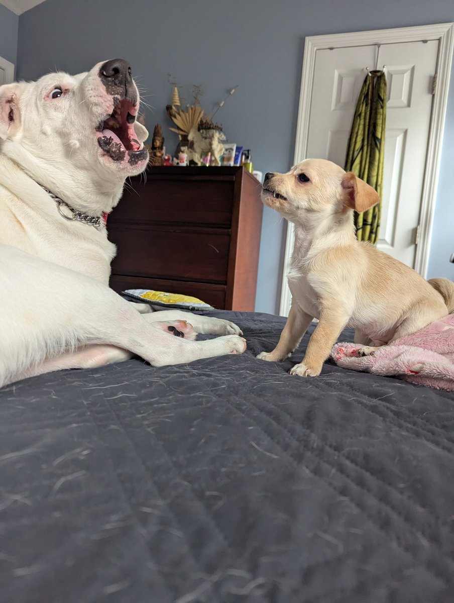 JackVPSpike's tweet photo. This is what mornings in the Poole House look like! Never a dull moment now that we have Bruno! 😂 https://t.co/5j0Y1AVbcR