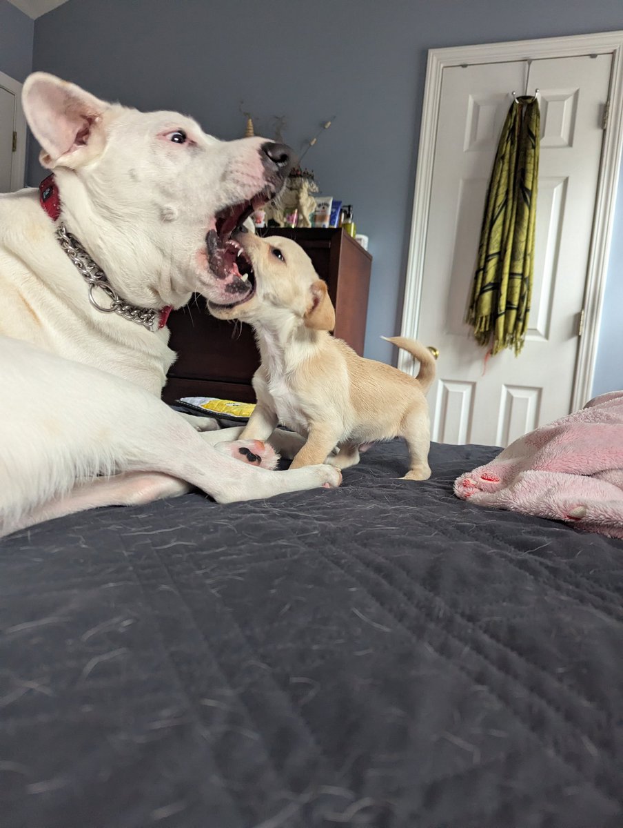 JackVPSpike's tweet photo. This is what mornings in the Poole House look like! Never a dull moment now that we have Bruno! 😂 https://t.co/5j0Y1AVbcR