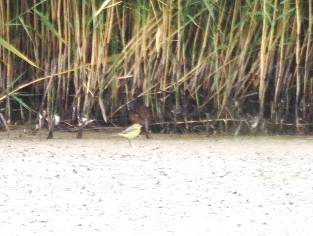While the assemblage of passage waders continues, particularly on singleton lagoon it was great to see this yellow wagtail chasing insects earlier, although it was a little bit distant for my lens.#eastcoastwetlands #humber #nature