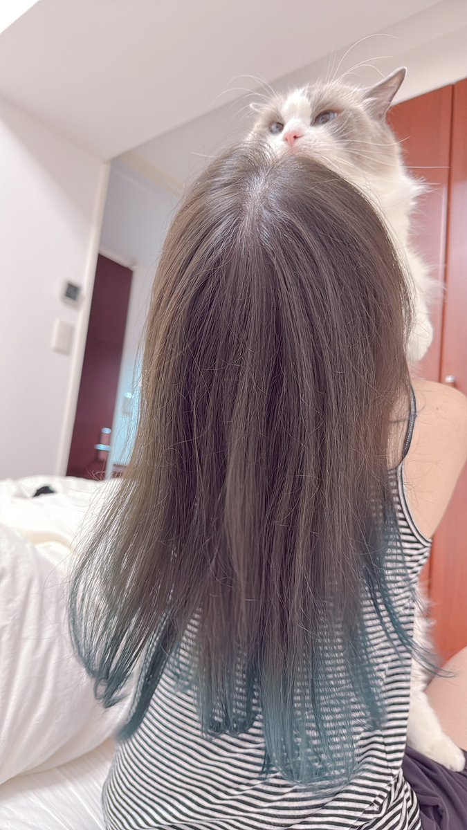 🐱ママはなちて。。。
#ラグドール
#ほたて2025