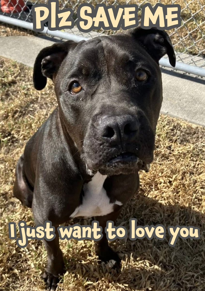 🆘BLAKE says “Plz don’t forget me”
URGENT MEDICAL RESQ
2yr Pittie #A383089
DISLOCATED left leg
HE DIES🔥8/20🔥
It doesn’t get any worse💔
His little face says it all🥲
Plz can anyone help with his surgery costs?
Such a very sweet boy, even manages 2 jump up 4 love &amp; affection💔