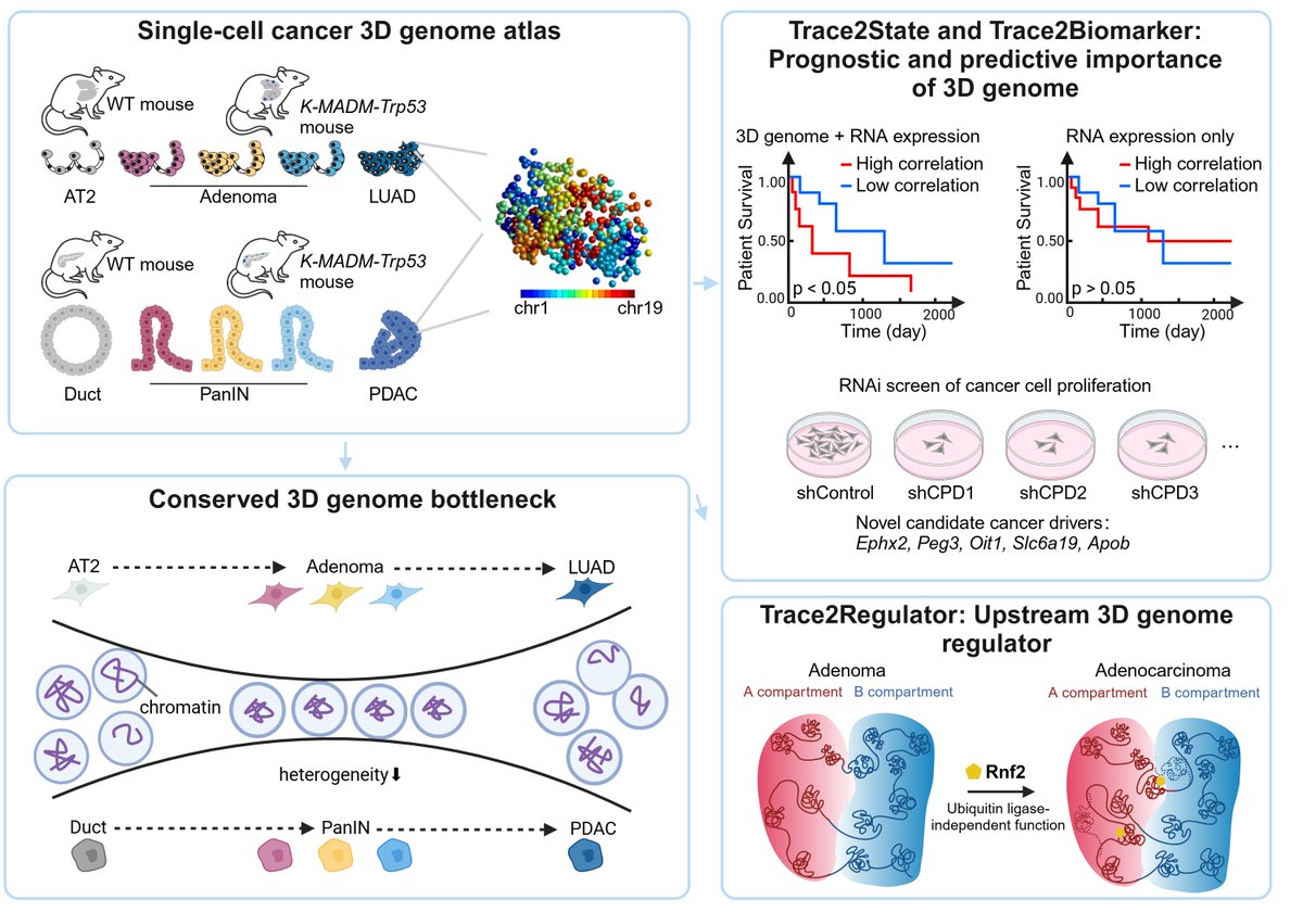 Siyuan (Steven) Wang (@sstevenwang) on Twitter photo Glad to share our latest publication in Nature Genetics <a href="/NatureGenet/">Nature Genetics</a>: Tracing the evolution of single-cell 3D genomes in Kras-driven cancers. In this work, we generated the first single-cell 3D genome atlases of any cancer using any technique. Glad to share our latest publication in Nature Genetics <a href="/NatureGenet/">Nature Genetics</a>: Tracing the evolution of single-cell 3D genomes in Kras-driven cancers. In this work, we generated the first single-cell 3D genome atlases of any cancer using any technique.