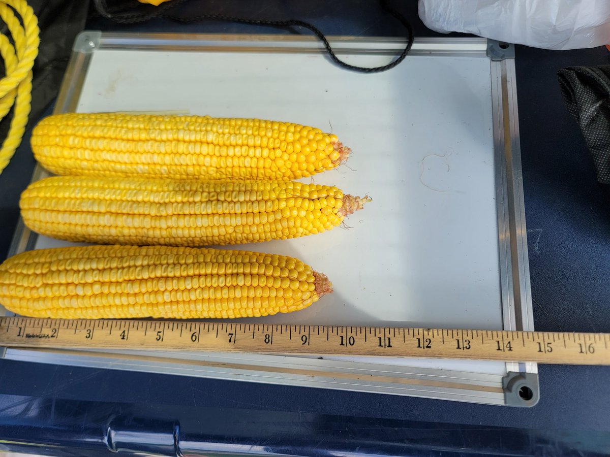 Oliver - Blue Line Futures tweet media