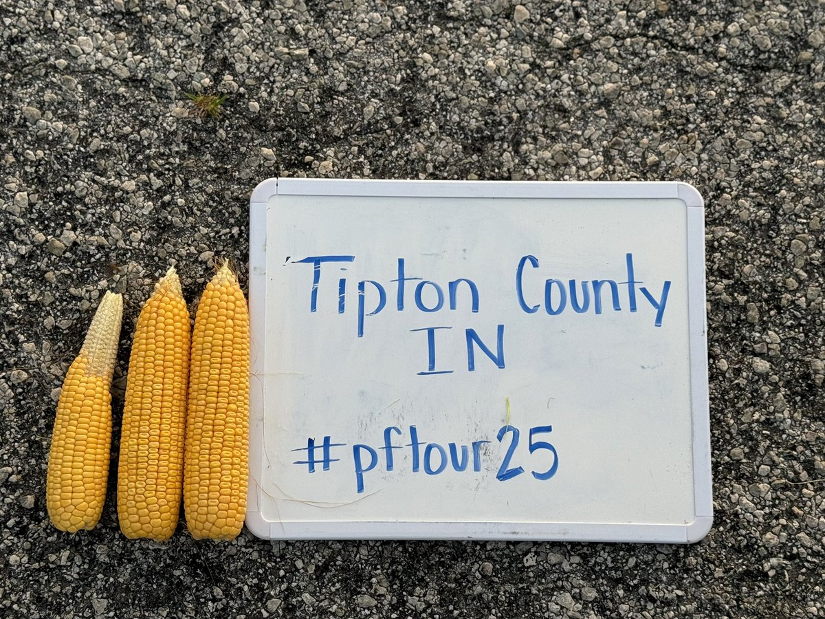 First stop of the day, Tipton County Indiana. Approx 178 bu/a Corn. 
#pftour25