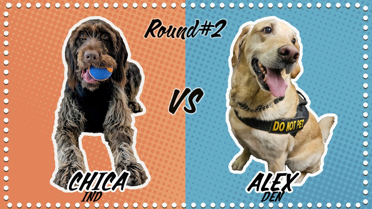 TSA's tweet photo. Puparazzi caught these two smiling at the airport this morning. 

Round 2 of TSA Cutest Canine Contest voting is live! Check out the poll below to cast your vote. https://t.co/mEbmkhNxdi