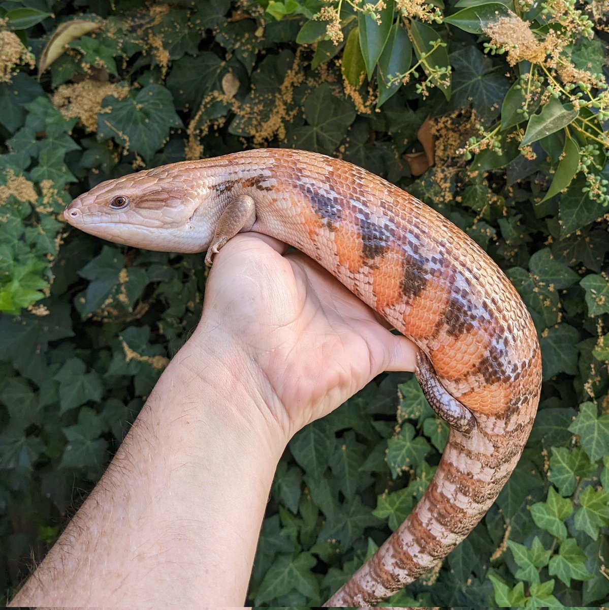 ScalyCrew's tweet photo. It's always nice when a holdback turns out the way you hoped it would.
#ScalyCrew #reptile #bluetongueskink #bluetonguetuesday #lizard #lizardbreeder #lizardkeeper #petlizard #keeper #pets https://t.co/39ficFsaF9