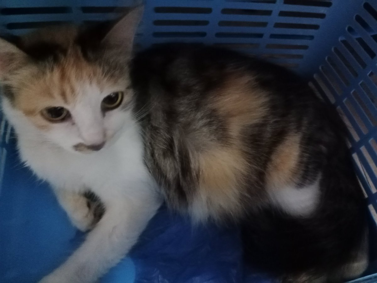 jadi bidan dulu ges, si moly udh mulai kontraksi