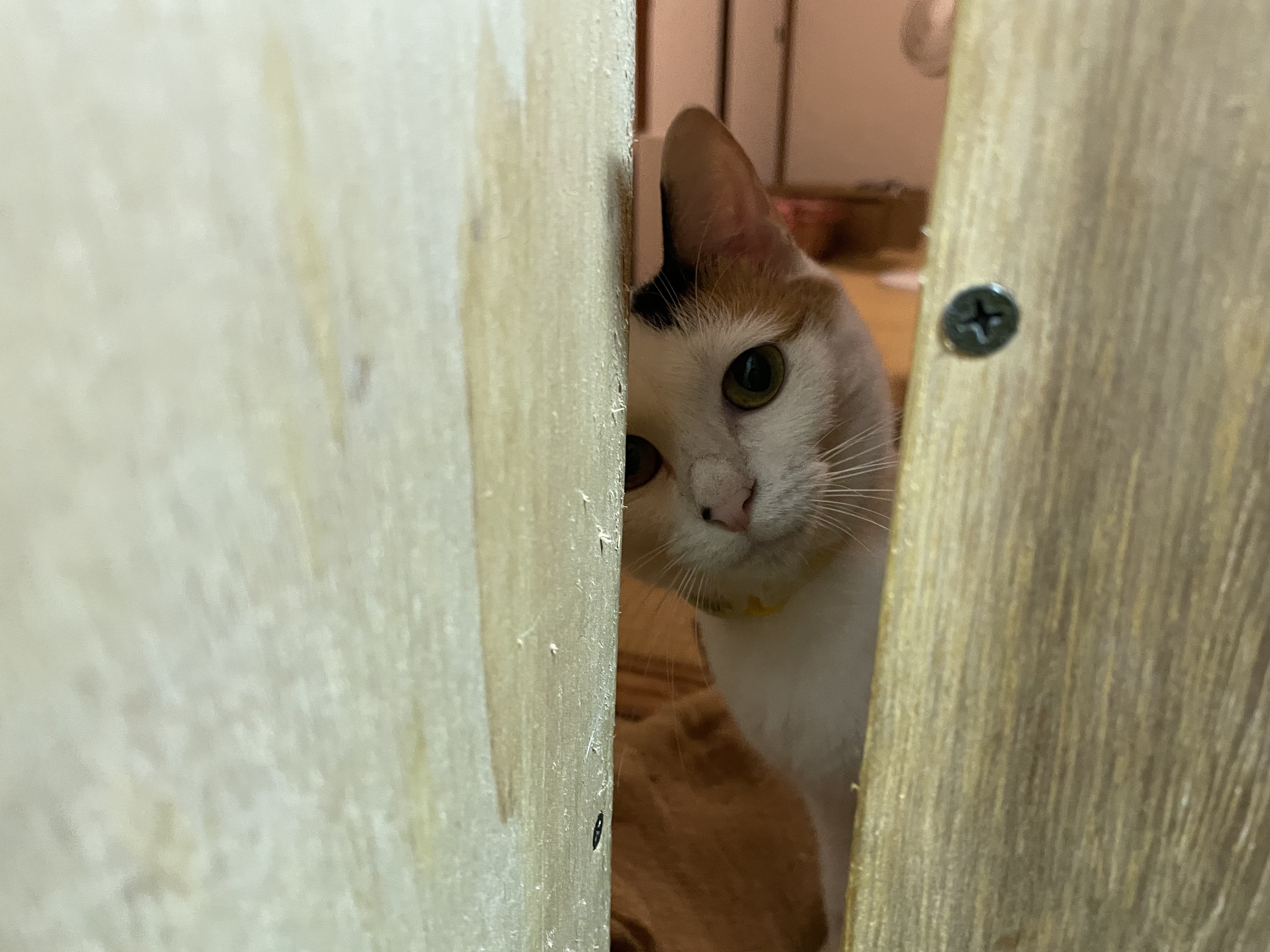 プカプカ猫　in　sky Future of Protected Kittens - YouTube
