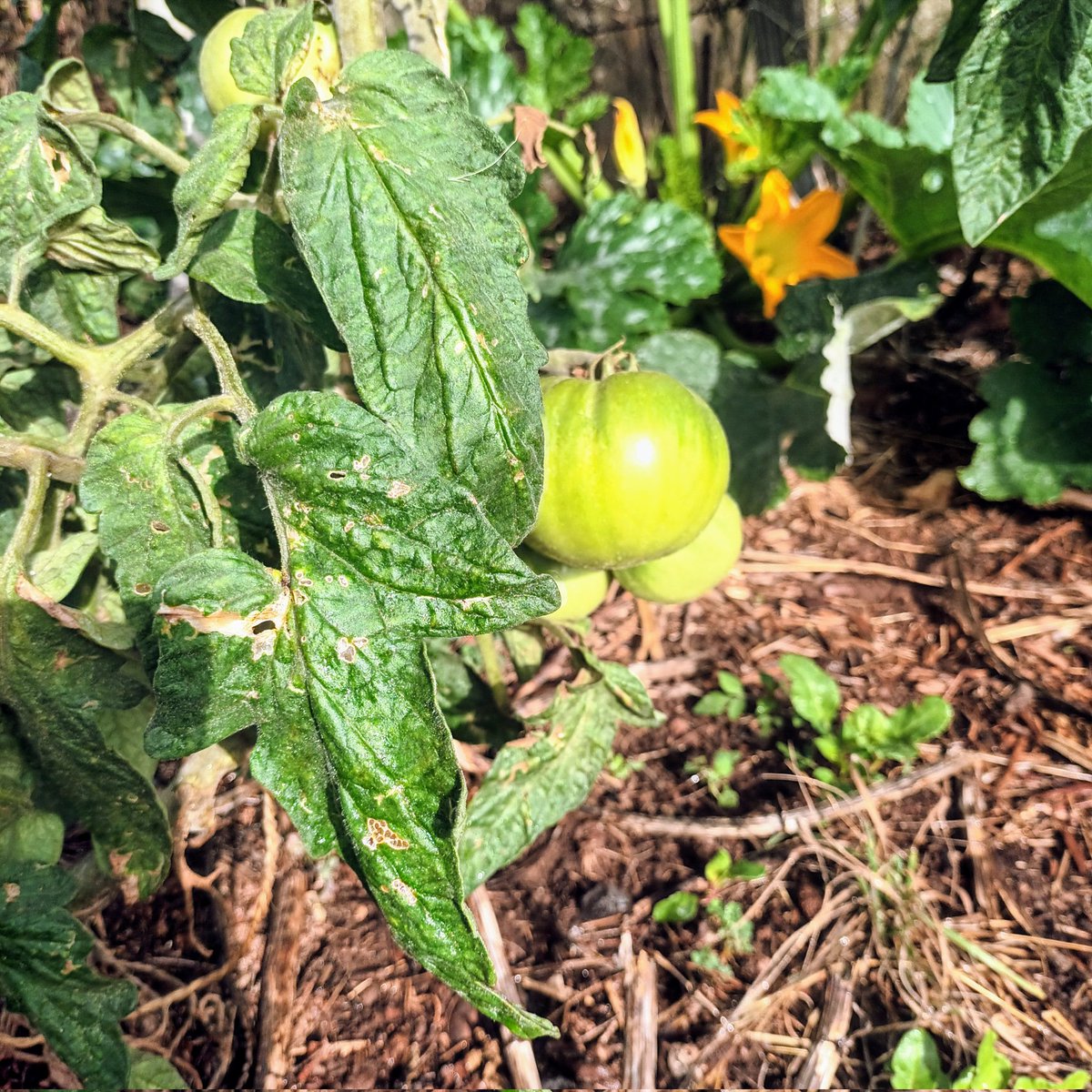 Jardin y huerto ecologico .Manuel Rojas (@lolinr83619992) on Twitter photo 