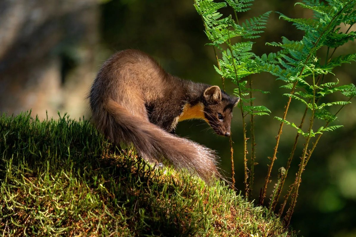 Stacks Journal tweet media