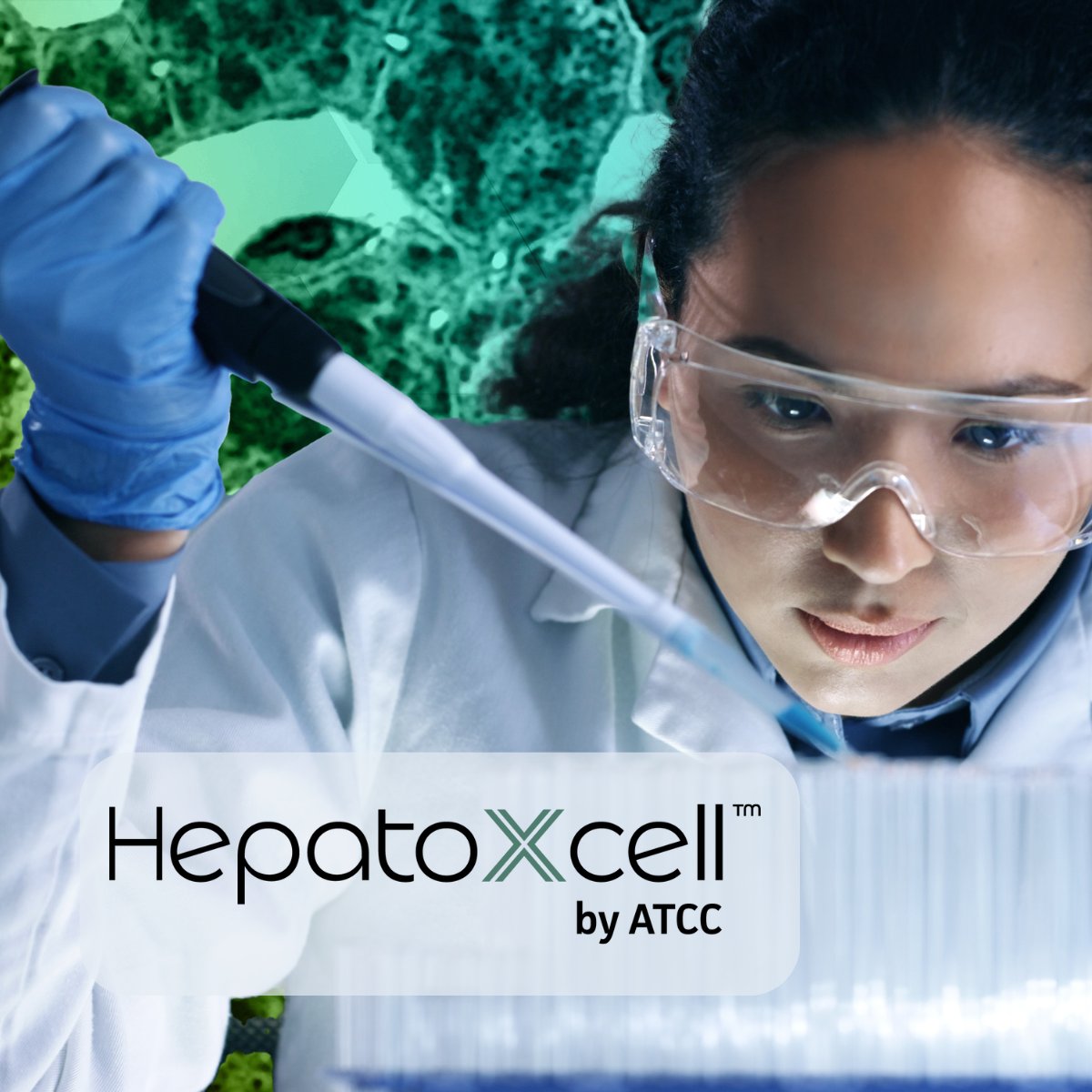 ATCC offers a range of products called  HepatoXcell™ tailored to meet diverse  needs in drug development, toxicity testing, and liver disease modeling.

Explore the full range of HepatoXcell™ products and elevate your research today!
ow.ly/vUGe50WIiZy