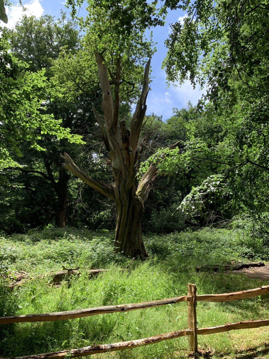 Ancient Tree Forum @AncientTreesATF X Profile | Muskviewer