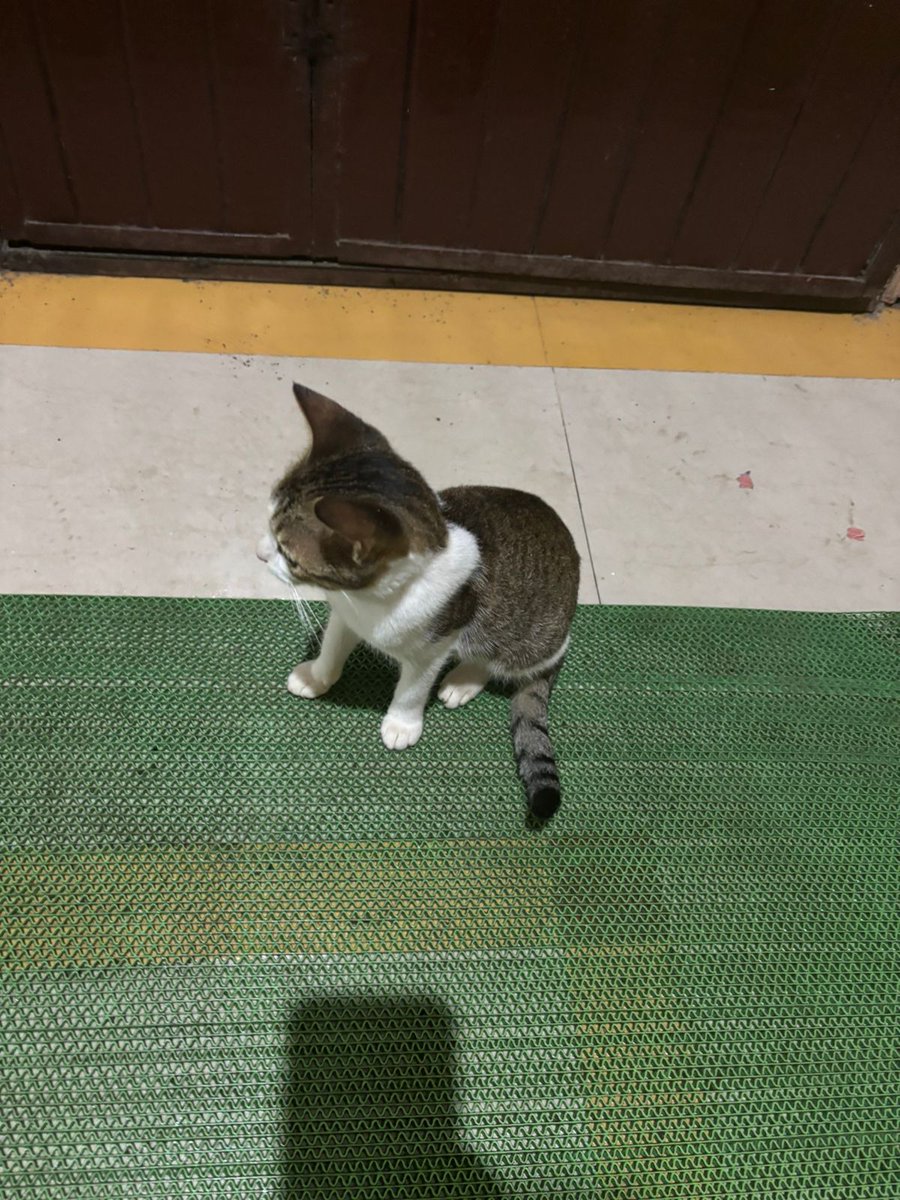 Richard_mkm's tweet image. Gregory the Great ♥️♥️♥️
#Pets 
#Doremon 
#Puttu