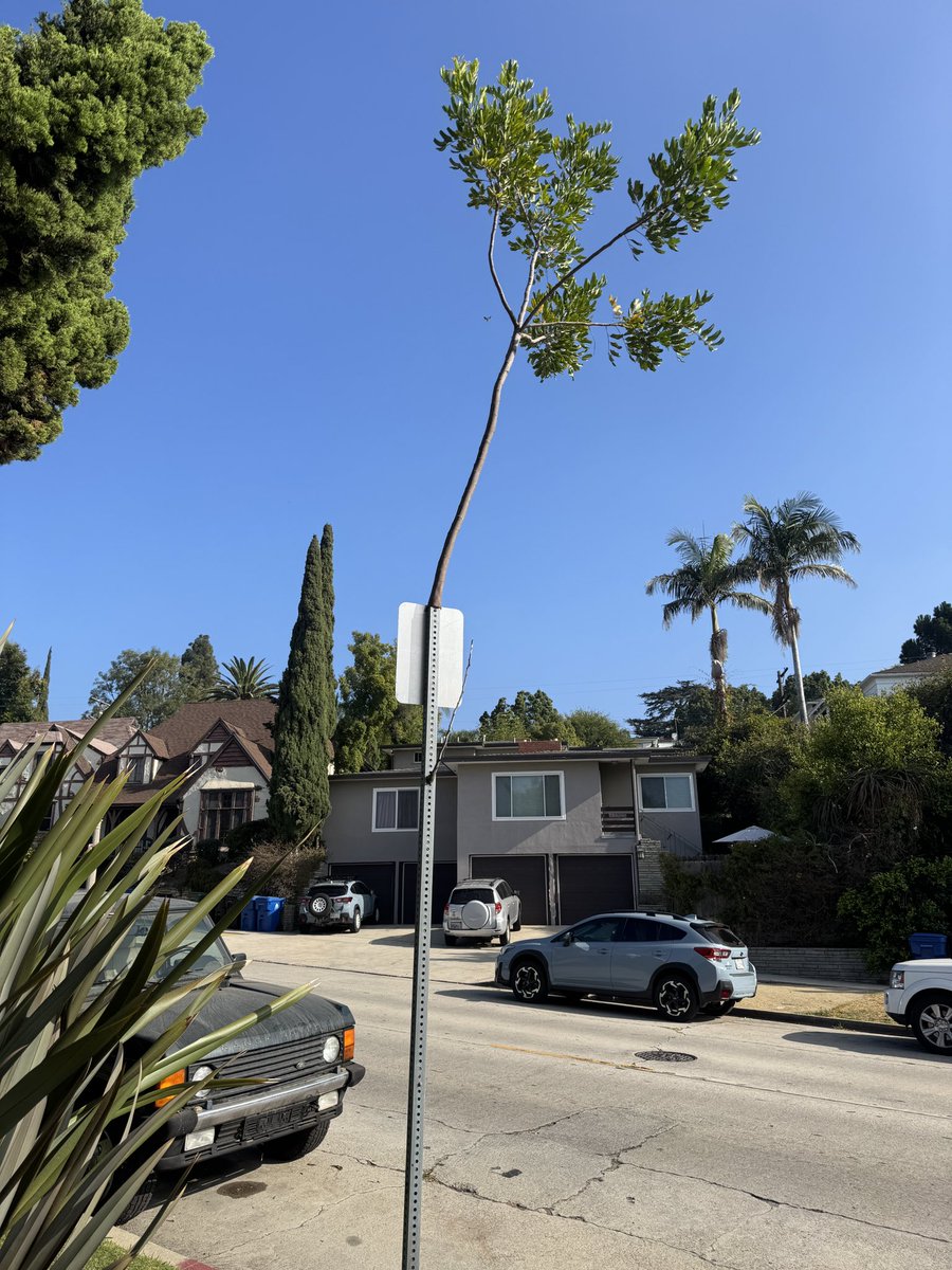 This tree is growing out of this sign
