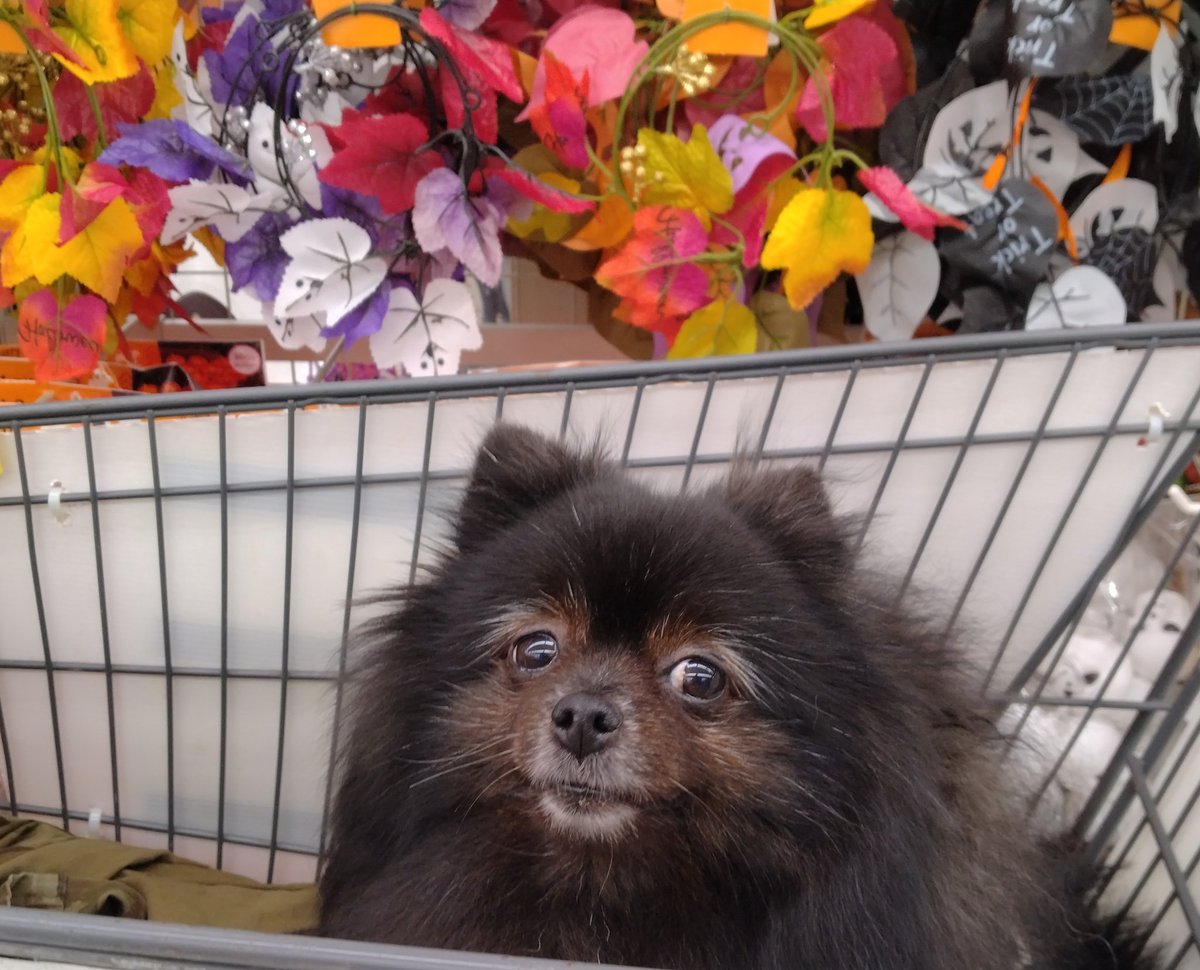 ヨーヨーワン　インディーズソフビ　ワンフェス　犬　ソフビ　ポメ　ポメラニアン Amazon | ヨーヨーワン インディーズソフビ ワンフェス 犬