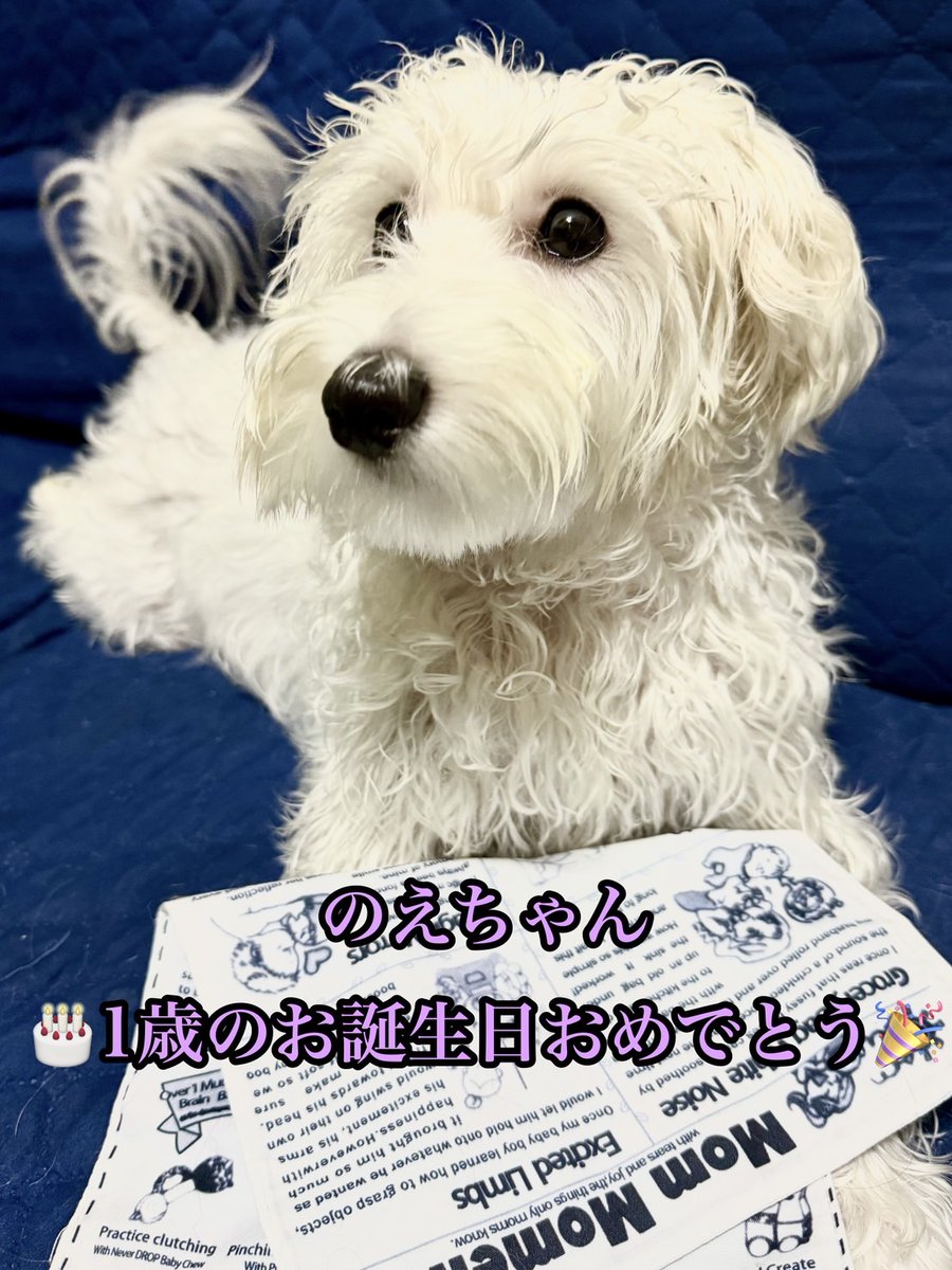 Luca515Halu330's tweet photo. 本日は乃咲瑠の誕生日🎂
突然の瑠夏の旅立ち、そして突然の乃咲瑠との出会い
きっと瑠夏が引き合わせてくれたんだね
瑠夏ありがとうね！
そして乃咲瑠、これからも元気いっぱい、ご飯もりもり食べて元気に成長していってね
お誕生日おめでとう！
byあなたのことが大好きなパパより https://t.co/MLmBlRHQr6