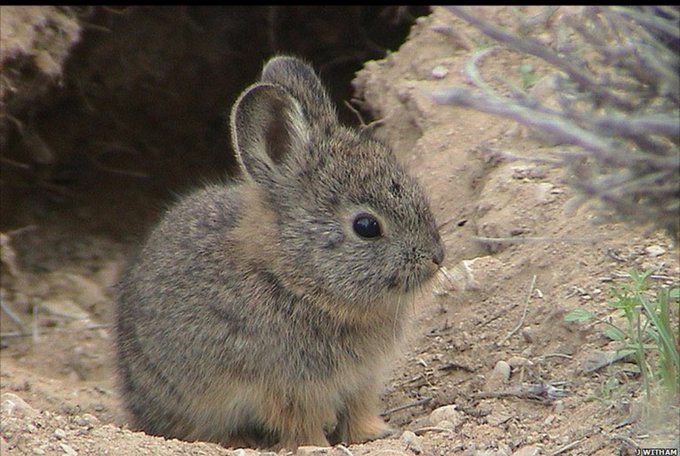 Ojalá el volcán vengue su extinción