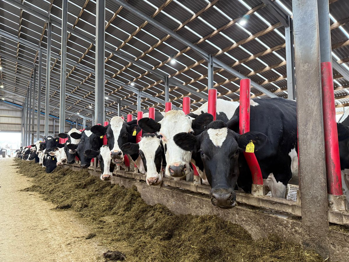 Visiting a barn across the pond that is fully equipped with EASYFIX Livestock Comfort Solutions 🤩

Creating the ultimate environment for happy, healthy cows and efficient farming 🐄✅

Get in touch for more info!
💻 Visit easyfix.com
☎️ Call us on +1 605 261 1508