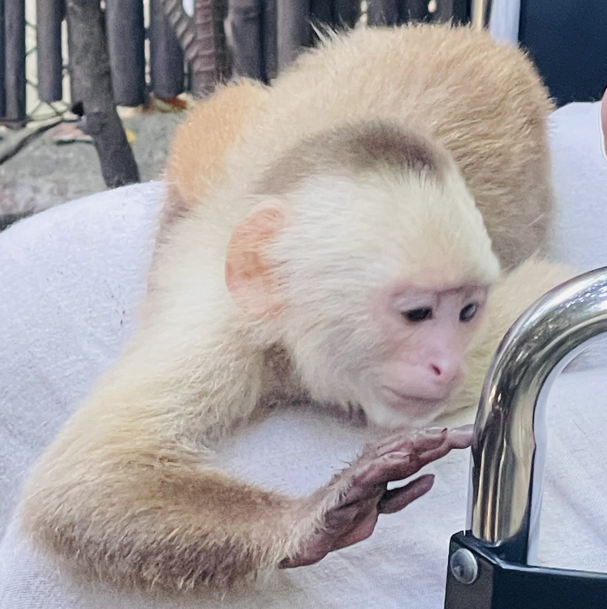 TBTBTheater's tweet photo. WHO IS THAT MONKEY IN THE MIRROR? Ann Marie Morelli just monkeying around in her travel chair with a little monkey that found his reflection in the chrome. #CapuchinMonkey #Mirrors #ILoveMonkeys #TBTB

Image description: A picture of a capuchin monkey who is touching something. https://t.co/3fHNrmX6Bs