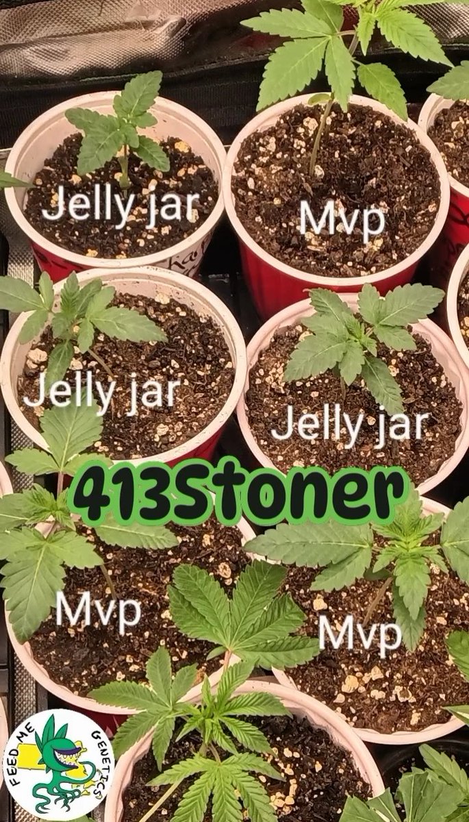 FeedmeMassachusetts (413Stoner) Jonathan Marquez tweet media