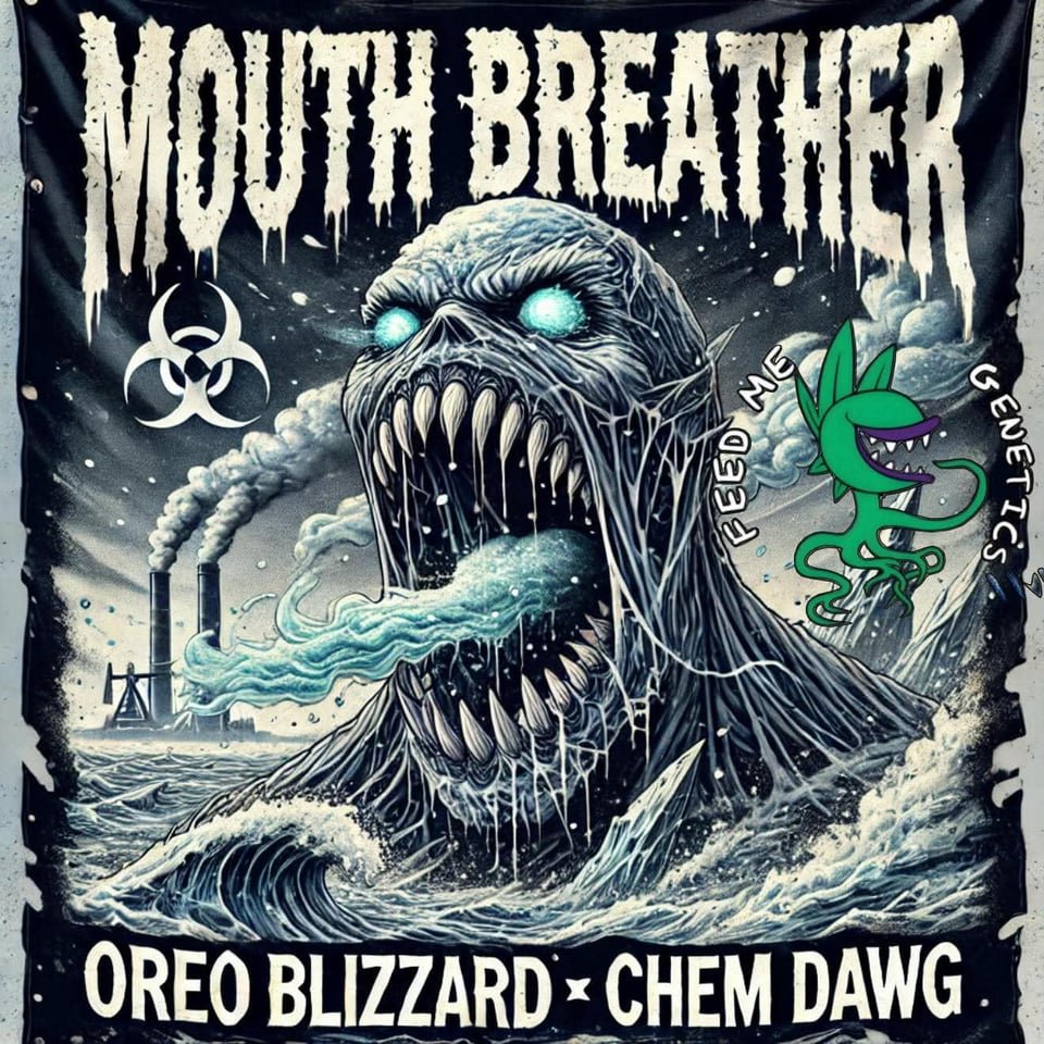 New Drop Oreo blizzard x Chem -Dawg.
FeedmeGenetics.com                   Feedme Massachusetts  💯🔥 use code (413STONER)10%off