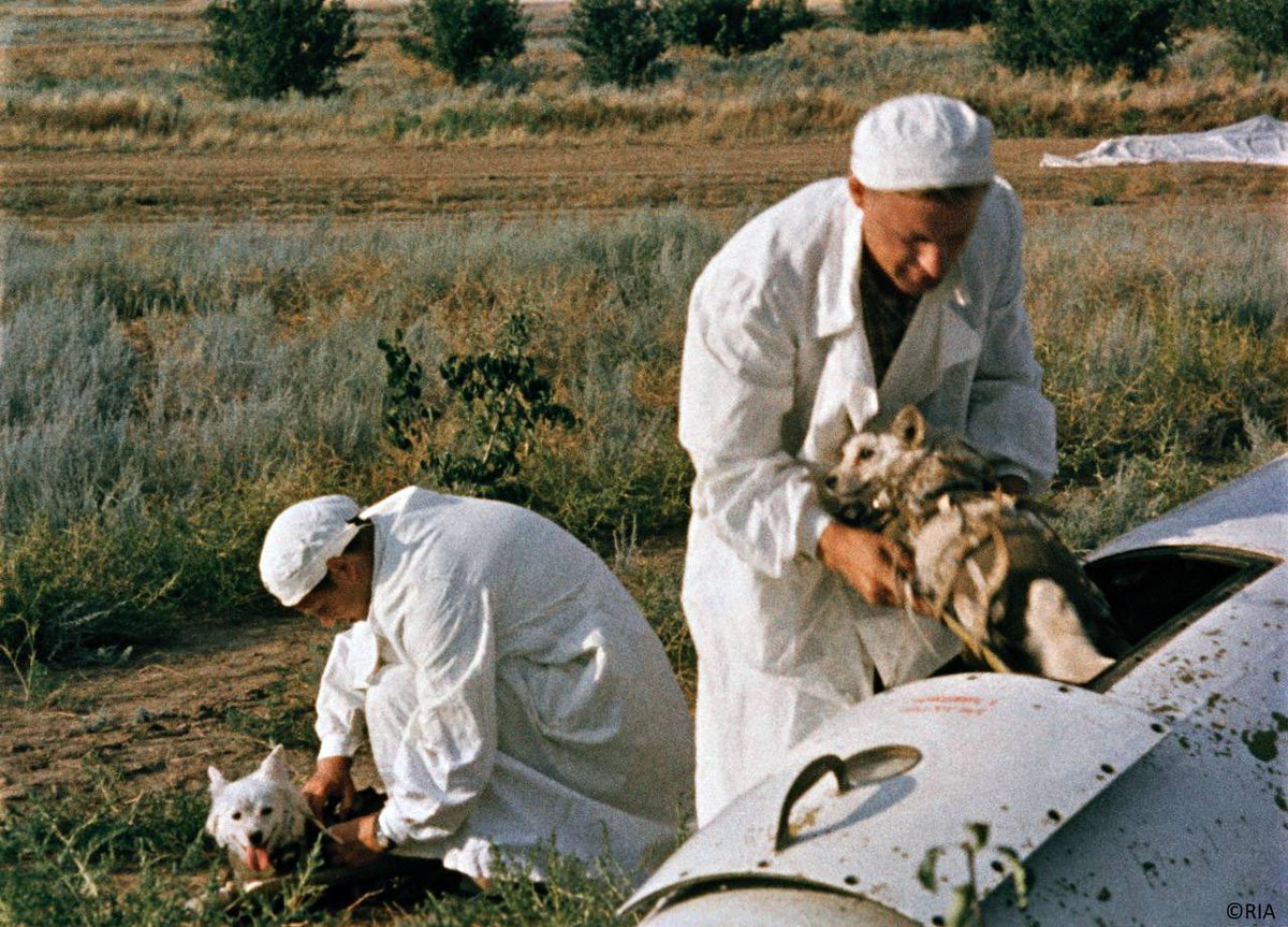 Russia's tweet photo. 🚀 #OTD in 1960, two brave Soviet dogs #Belka & #Strelka went on a historic spaceflight, becoming the first living creatures to orbit Earth.
Onboard #Sputnik5 they spent 25h in space & safely returned home! 🐕🐕
The courageous furry #SpaceDogs paved way for #Gagarin’s flight. https://t.co/OMdXOcKZhI
