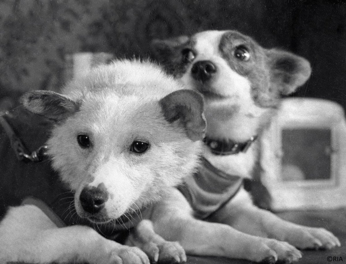 🚀 #OTD in 1960, two brave Soviet dogs #Belka & #Strelka went on a