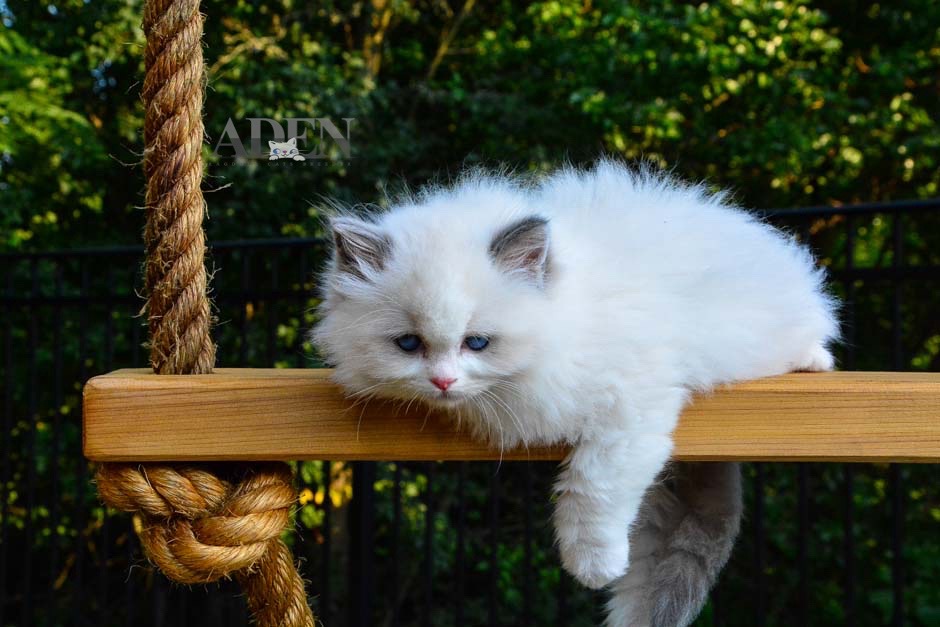 adenragdoll's tweet photo. Ragdoll kittens are often described as photogenic due to their striking features and docile nature. https://t.co/littySK43o