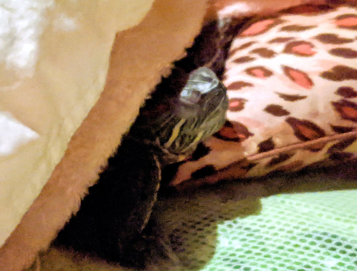 diesel_mlc's tweet photo. ピエール　おやすみ(。-ω-)zzz. . . 
#アカミミ魅力拡散 https://t.co/zuDRUPQVRk