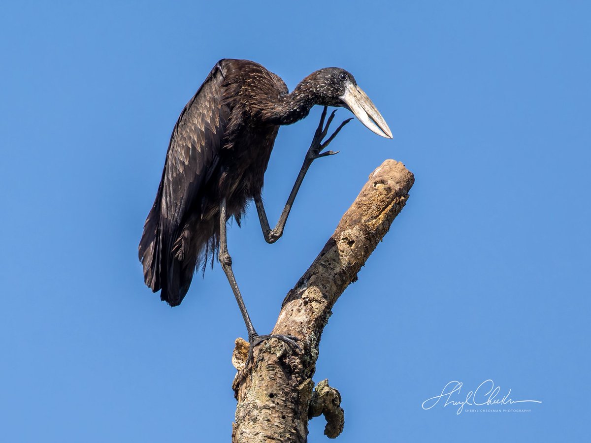 DiveArtist's tweet photo. African Openbill. We saw a lot of these birds at Queen Elizabeth National Park.
#birdcpp
#africanopenbill #ugandabirds #uganda #birdsseenin2025 https://t.co/527vrAMend