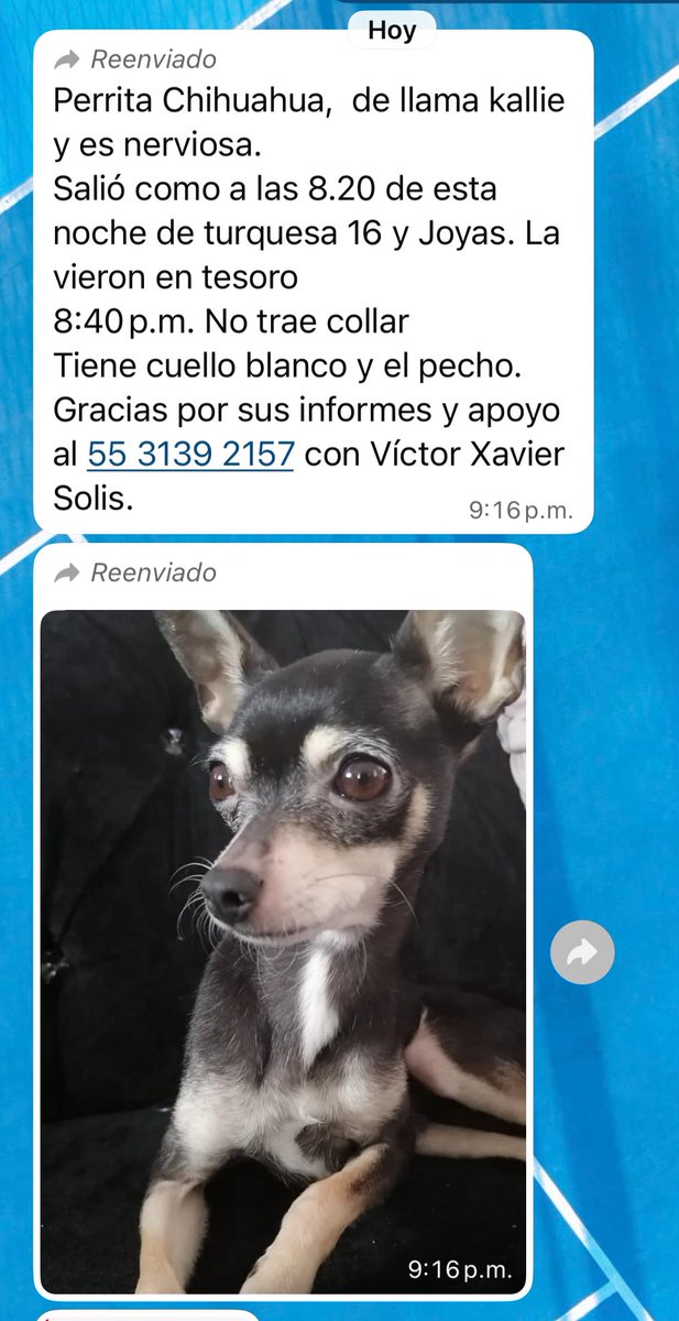 Yolanda50468502's tweet image. @inakimanero me ayudas a poder hacer llegar a más personas esta perrita extraviada en la colonia Estrella Alcaldía GAM en la CDMX , por favor 🙏