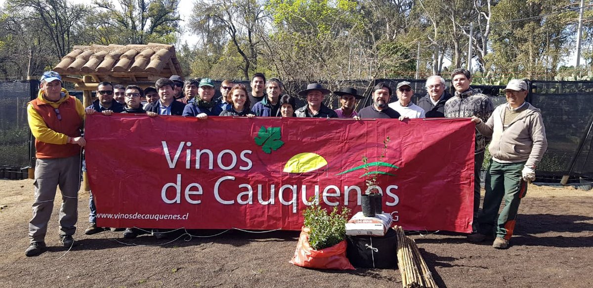 conaf_maule's tweet photo. Las bondades del #alcornoque serán aprovechadas por pequeños vitivinicultores de #Cauquenes, a quienes donamos más de 500 plantas para que en el futuro puedan autogestionar la fabricación de corchos, un insumo básico para el rubro vitivinícola🍷🍇. https://t.co/r6Qxsl95j9