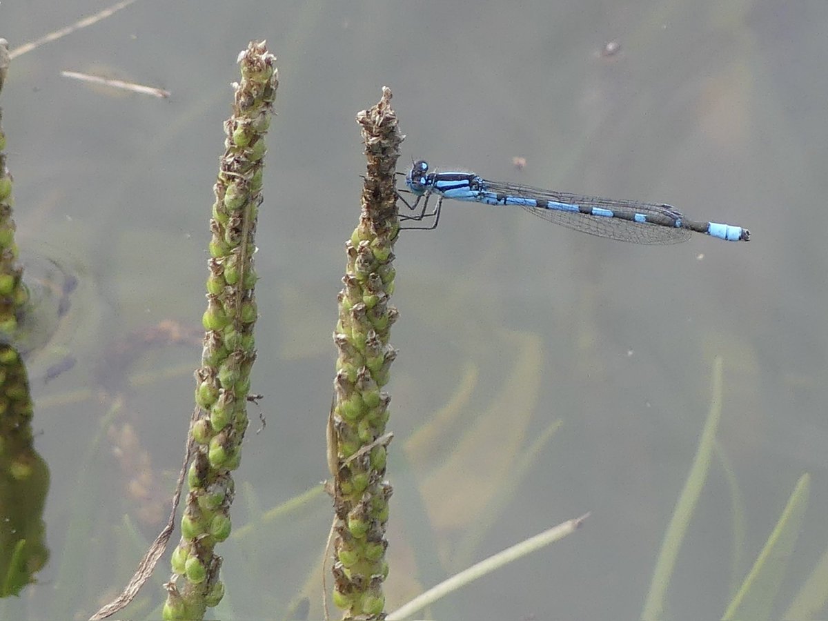 Had a great catch up last week with some <a href="/BTO_Scotland/">BTO Scotland</a> bird campers at Merkinch Nature Reserve. 

Great to see Turnstones back. They breed in the Arctic &amp; migrate to coastal areas inc the UK, for the winter. In Scotland, they’re commonly seen from late summer. 

#BirdingScotland