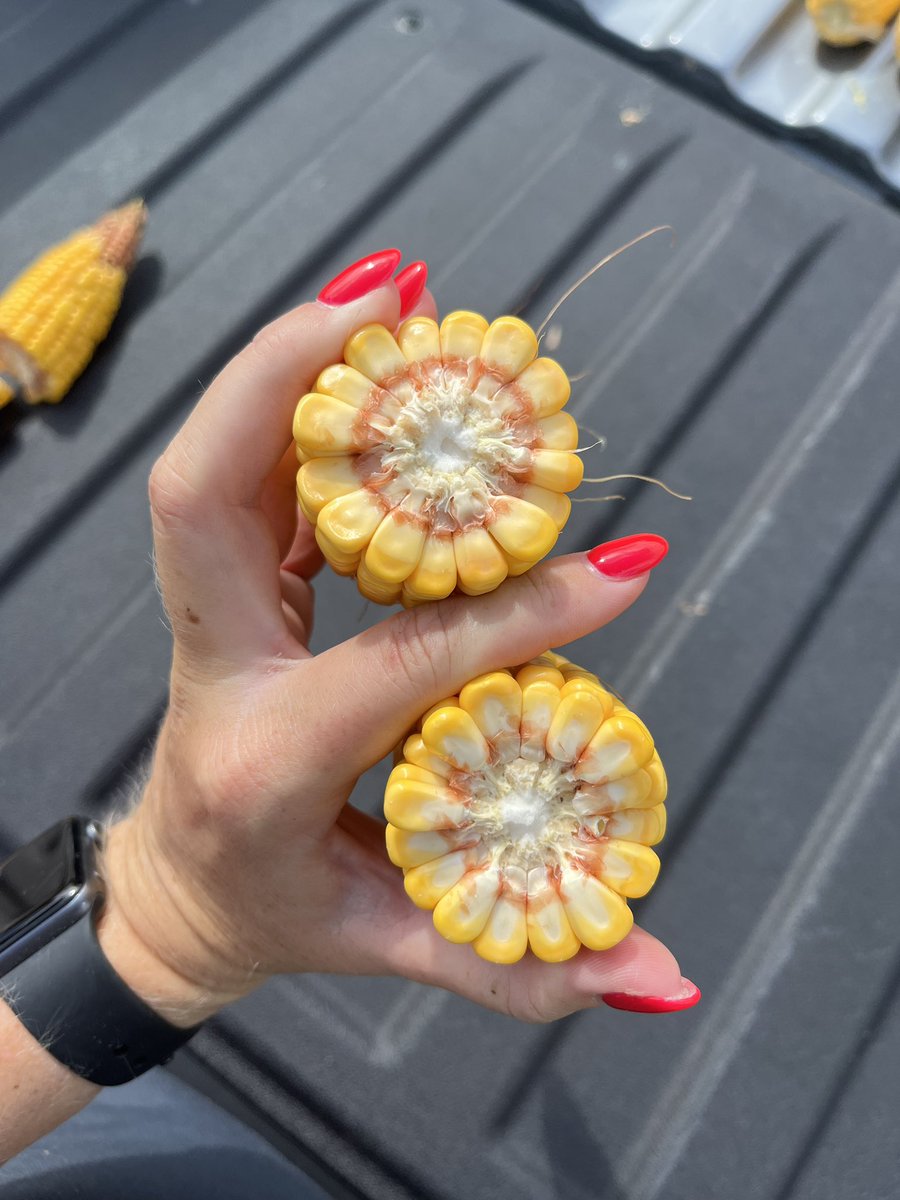 First day of the RVC crop tour starting off in Hillsdale, IL!! #RVCtour25  <a href="/RVCooperative/">River Valley Cooperative</a> 🌽🌽