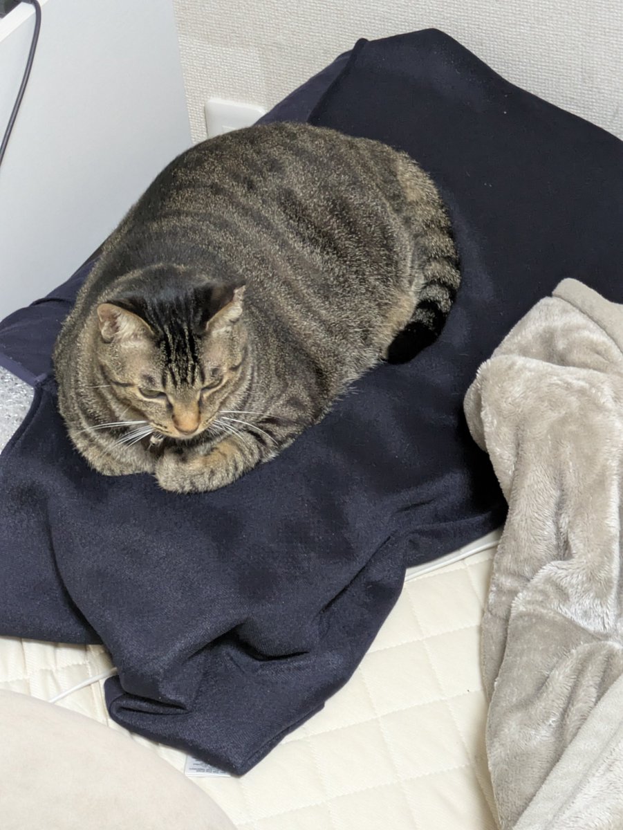 あの、明日早いのでどいてもらえると助かります😇
修行で置いていったのが裏目に…