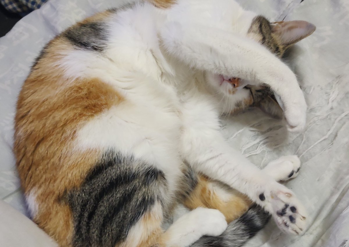 Chasky Boom 💥 tweet media