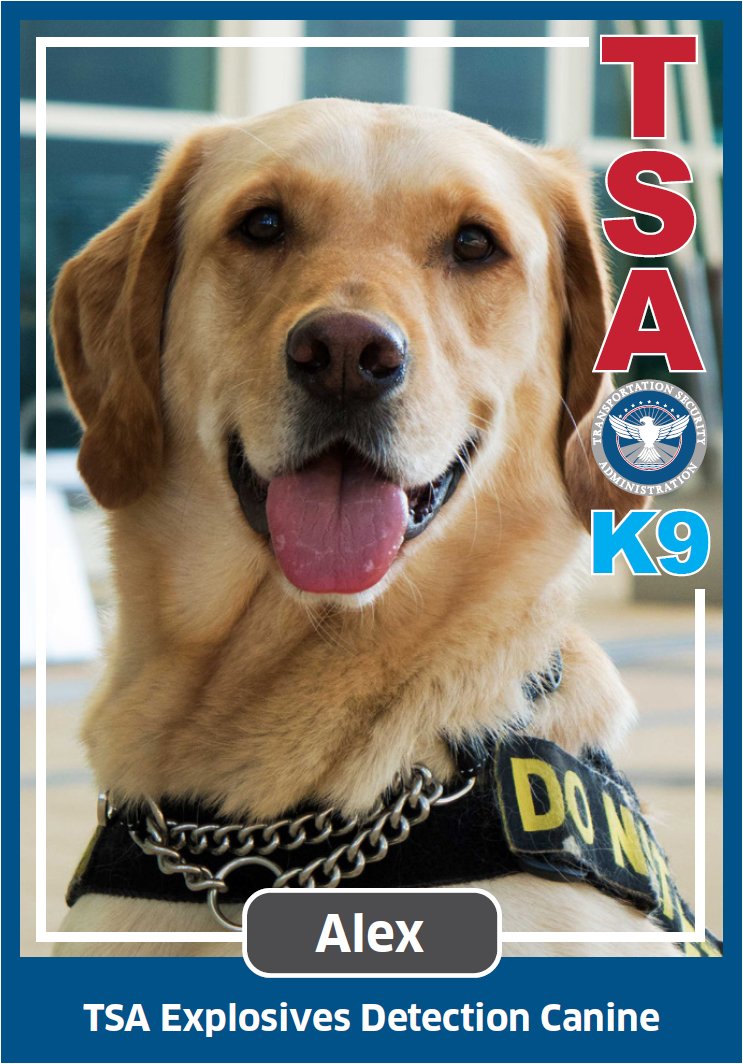 CATtheDrawer's tweet photo. Vote for Alex! 

He's in his last year of service and has dedicated his long career to his home airport and his team. As a proud Alex supporter, I hope to see him wearing the Cutest Canine crown!

Please 🔁 with everyone you know!

#VoteForAlex #CutestCanine #Dog #WorkingDog https://t.co/fGLgOTJmhN