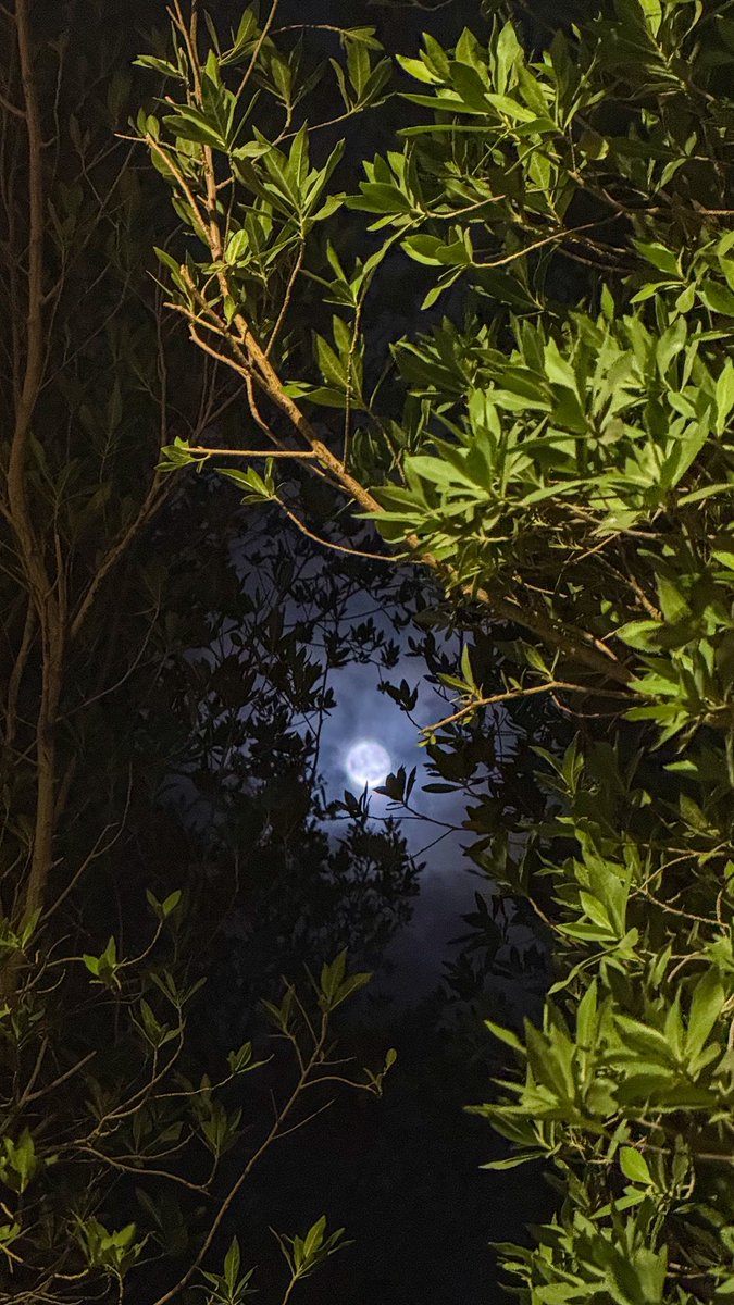 “حين يختبئ القمر بين الأغصان، يعلّمنا أن النور يجد طريقه مهما كان الطريق ضيقًا.