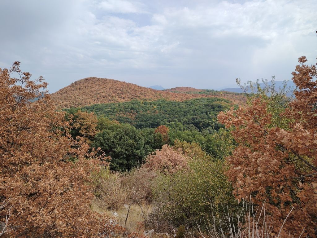 Une internaute m'envoie une photo de la colline de la Croix de Picon à Montréjeau (31) au pied des Pyrénées.
On y voit la défoliation totale de la forêt (majorité frêne et chêne), sûrement sur un sol rocailleux, peu propice à la rétention en eau.
L'étendue de l'impact de la