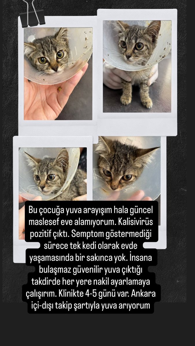 İlanı elden ele yayabilir miyiz? Evde viral taşıyıcısı kedim sebebiyle bu çocuğu eve alamıyorum. İyi bir yuva bulması şart sokağa dönemez 😞