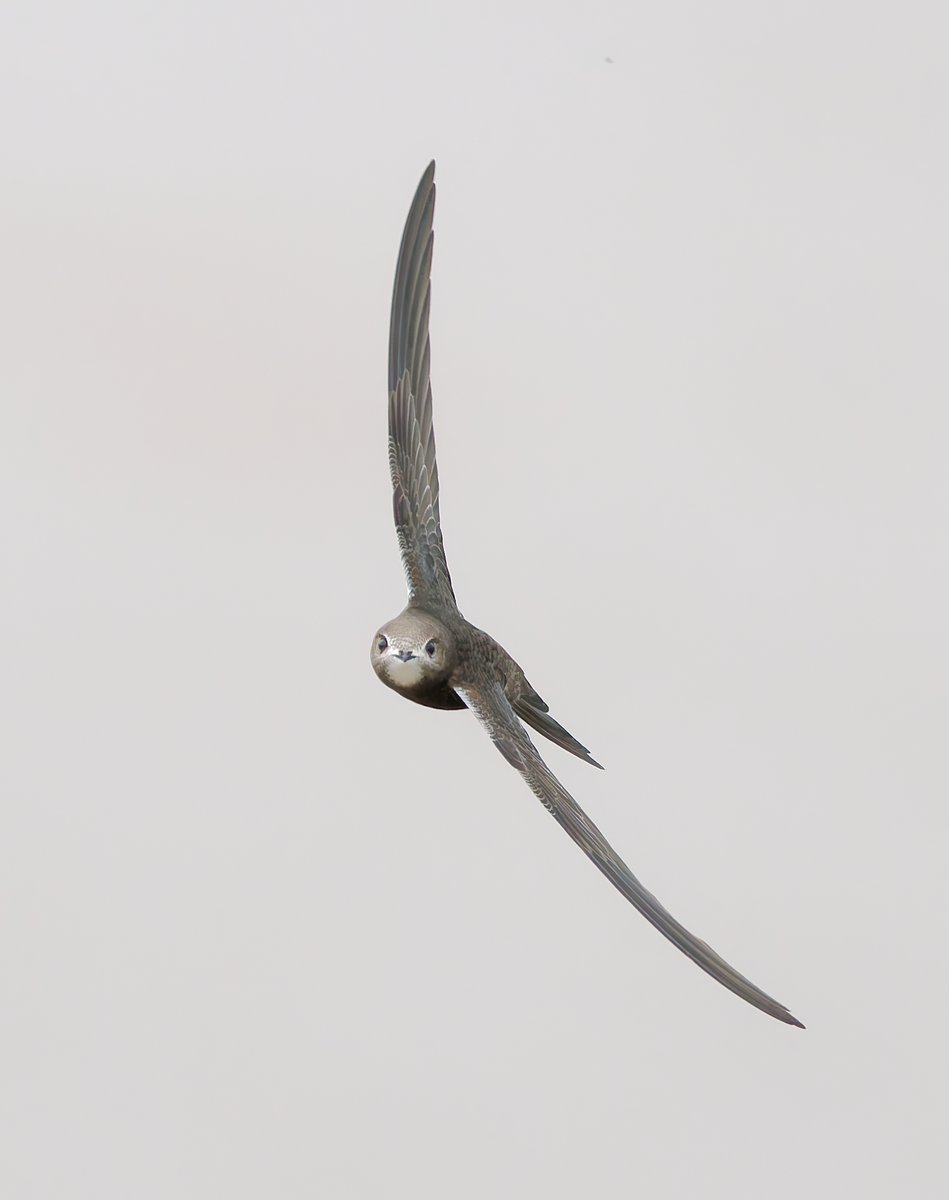 Paul Roberts tweet media