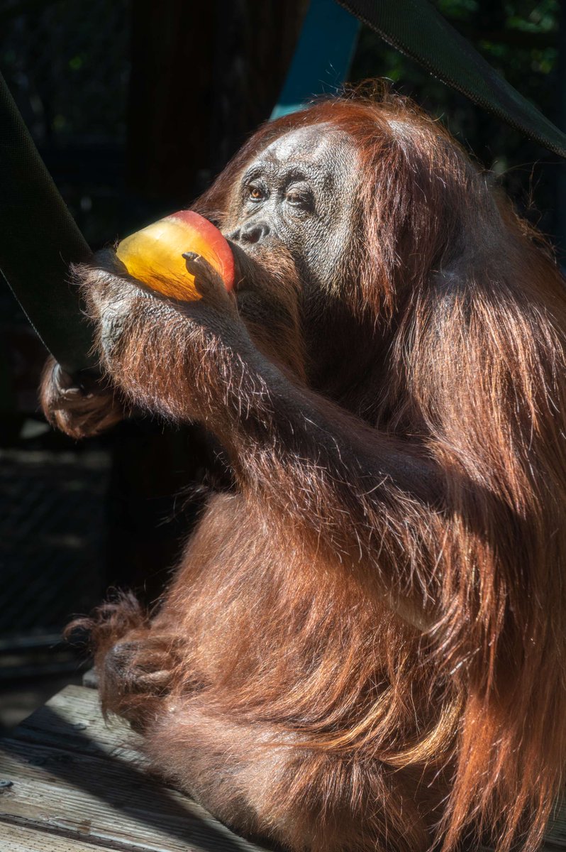 LAZoo's tweet photo. Say hello to Eloise, the oldest Bornean orangutan in North America! Your visit helps care for her and protects her species. Get tickets at https://t.co/iloM7vMqPp and visit her and her troop today. #SavingWildlife #LAZoo #InternationalOrangutanDay #IHeartOrangutans https://t.co/a8dpPL63cp