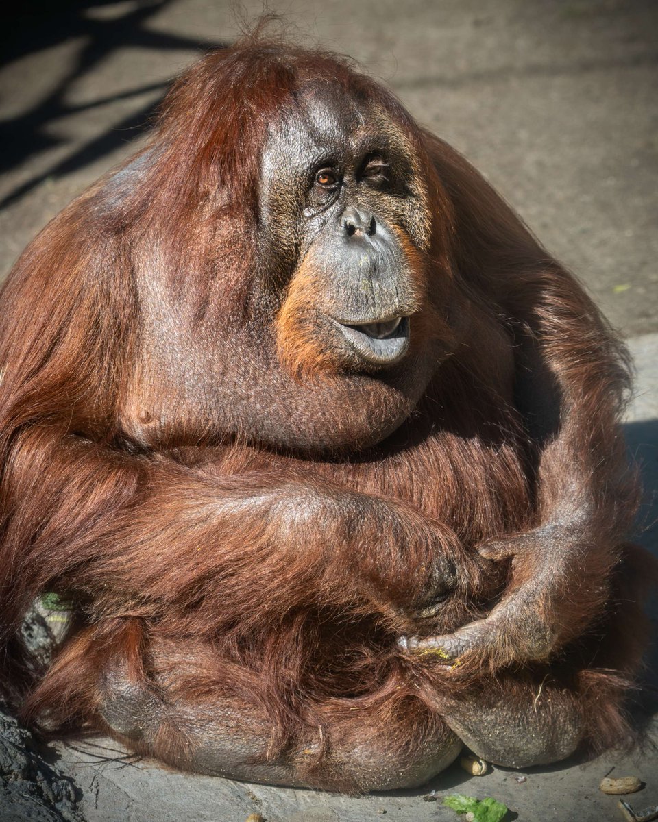 Say hello to Eloise, the oldest Bornean orangutan in North America! Your visit helps care for her and protects her species. Get tickets at lazoo.org and visit her and her troop today. #SavingWildlife #LAZoo #InternationalOrangutanDay #IHeartOrangutans
