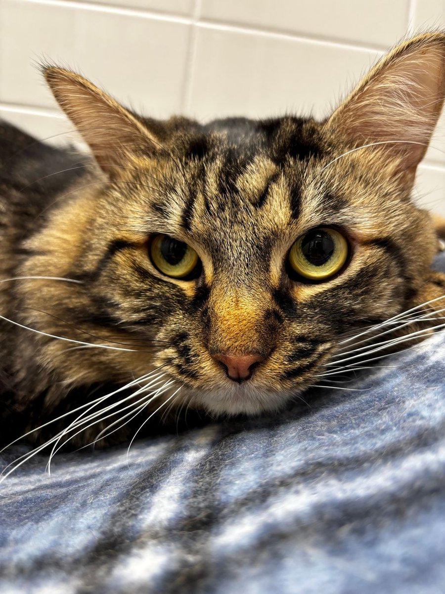 if you've got a calm, quiet home and you're looking for your partner in crime, Little Bit might be the one for you! meet him here: bit.ly/4lBNu6H