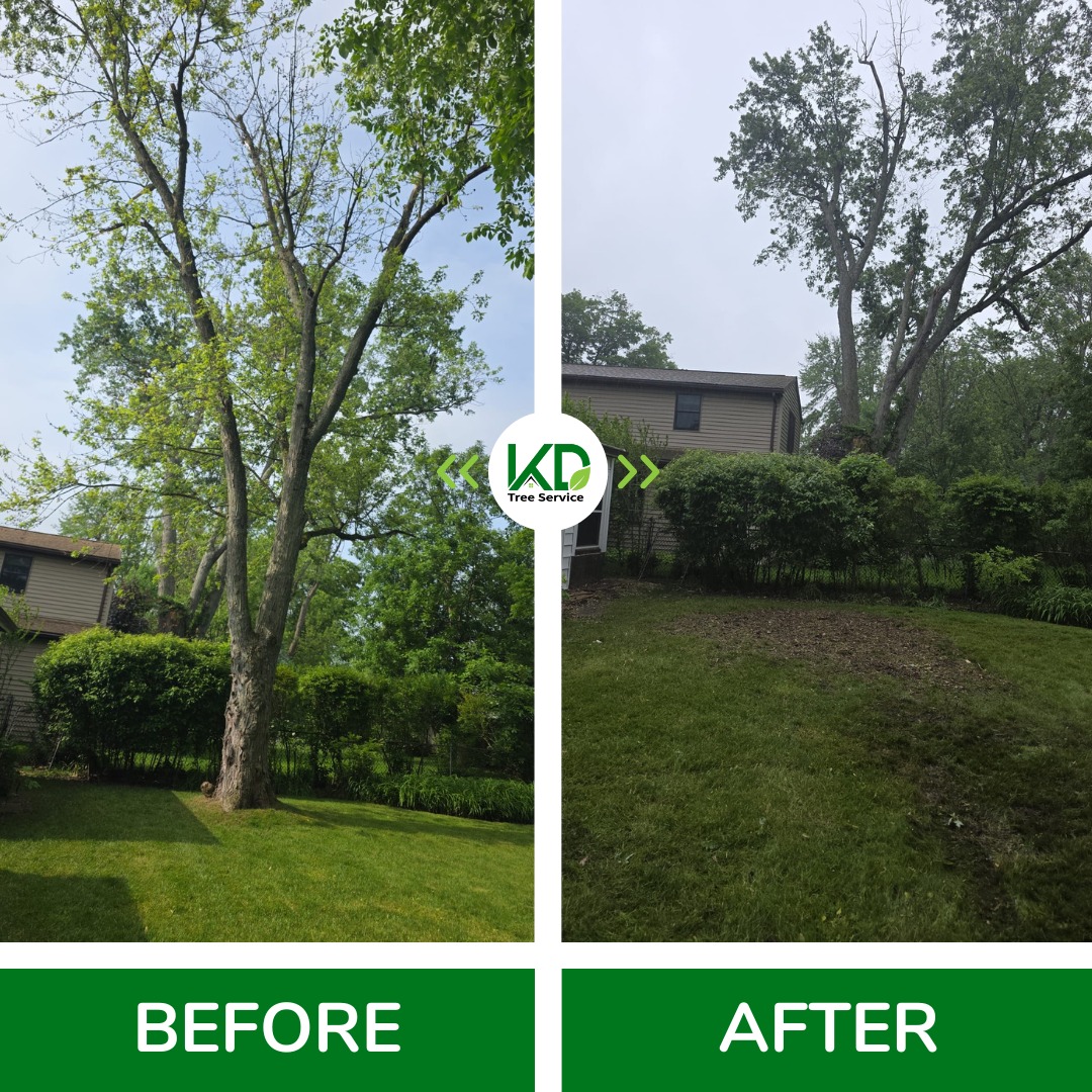 kdtrees_buffalo's tweet photo. ๐ณโ Tree removal made simple. โ
โ
Enjoy more light, safety, and open space. ๐ก
โจ Contact us today ๐ to schedule your tree removal!
#TreeRemoval #TreeService #TreeCutting #TreeCare #TreeExperts #TreeWork #TreeSafety #BeforeAndAfter #CleanAndSafeย #FreshLook https://t.co/qn5myFx4B2