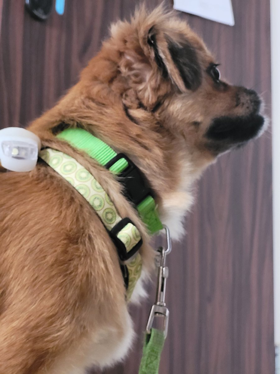 My dog is being derpy, smug, and overall, happy